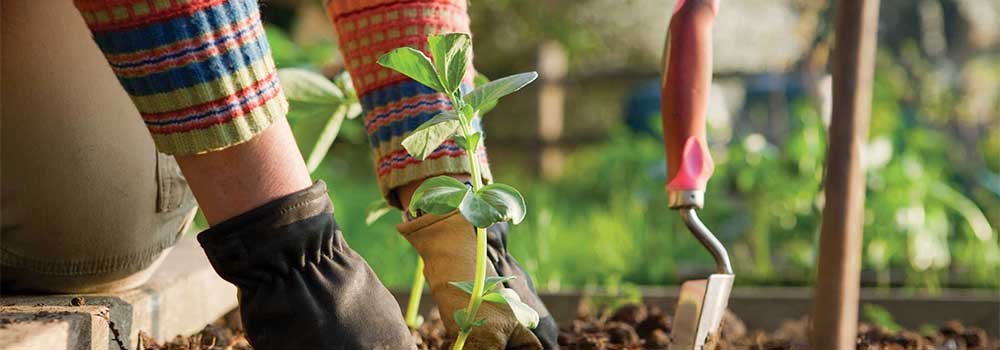 Grow-Your-Own-Food