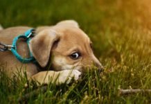 The-Best-Dog-Collars-for-Safety-on-highqualityblog