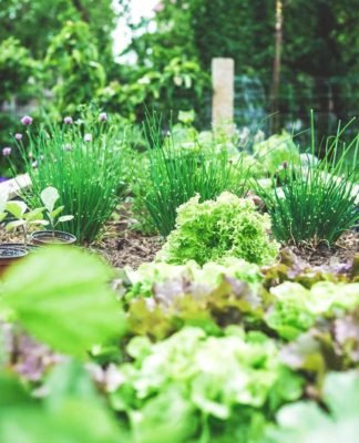 The-Way-You-Can-Design-and-Install-A-Successful-Raised-Bed-Garden-on-highqualityblog
