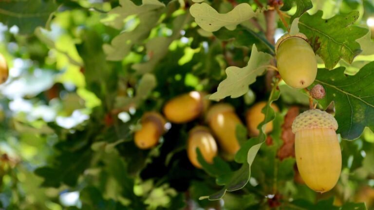 Acorn-Alert-Do-All-Oak-Trees-Produce-These-Little-Nutty-Gems-on-highqualityblog