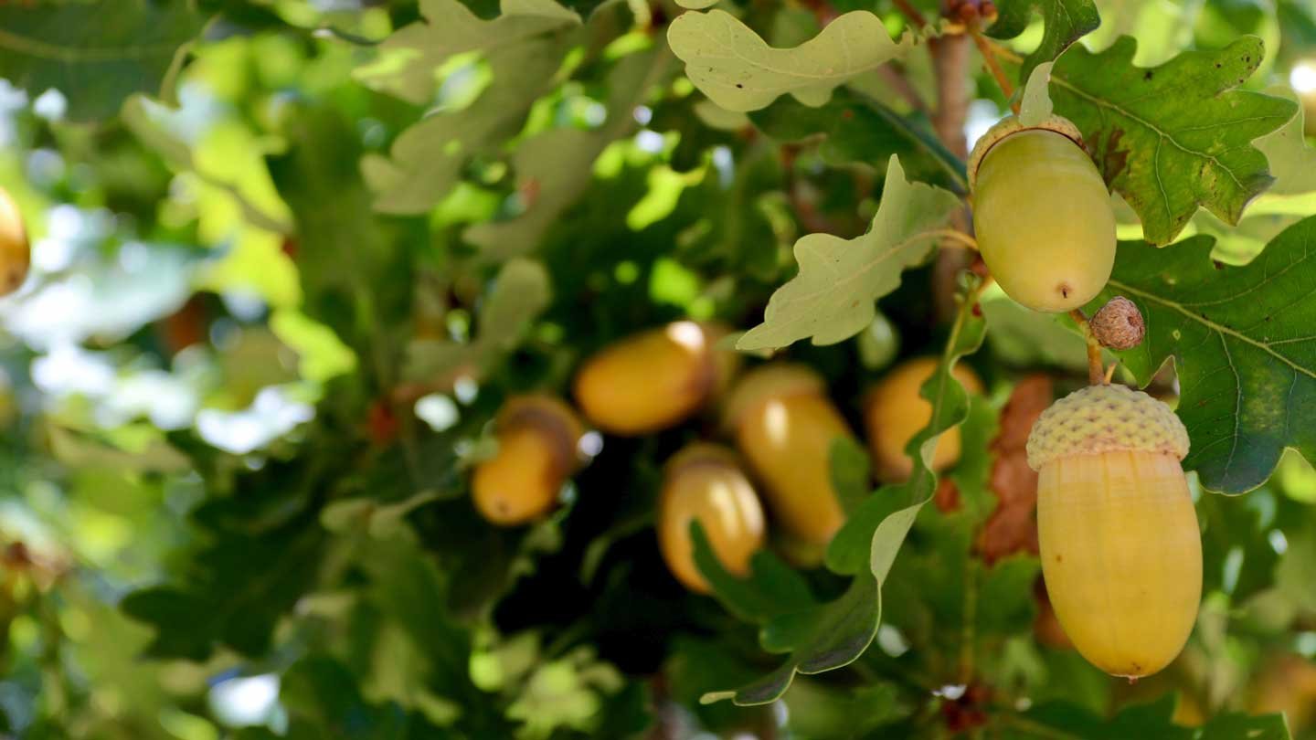 Acorn Alert: Do All Oak Trees Produce These Little Nutty Gems