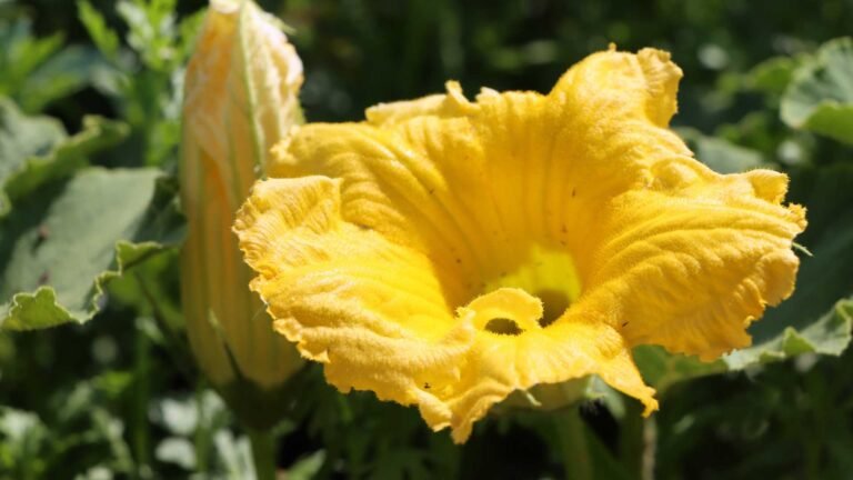 Blooms-Without-Fruit-Addressing-Challenges-In-Zucchini-Flower on-highqualityblog
